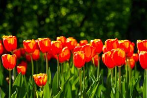 rojo tulipanes iluminado por luz de sol en un flor cama. paisajismo foto