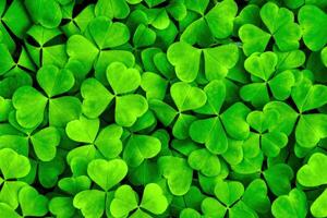 Background with green clover leaves for Saint Patrick's day. Shamrock as a symbol of fortune. photo