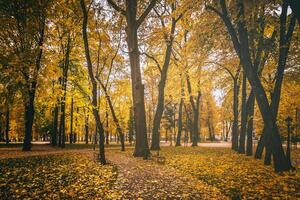 dorado otoño en un ciudad parque con arboles y caído hojas en un nublado día. Clásico película estético. foto