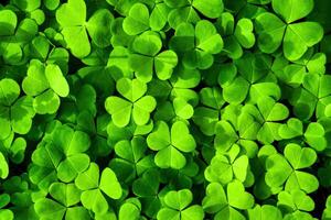 Background with green clover leaves for Saint Patrick's day. Shamrock as a symbol of fortune. photo