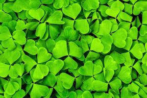 Background with green clover leaves for Saint Patrick's day. Shamrock as a symbol of fortune. photo