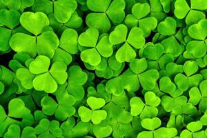 Background with green clover leaves for Saint Patrick's day. Shamrock as a symbol of fortune. photo