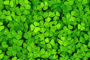 Background with green clover leaves for Saint Patrick's day. Shamrock as a symbol of fortune. photo