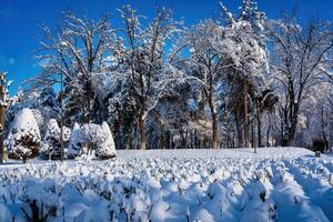 Sunset or dawn in a winter city park with trees covered with snow and ice. photo