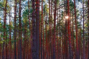 Sunset or sunrise in the spring pine forest covered with a snow. Sunbeams shining through the tree trunks. photo