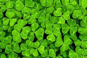 Background with green clover leaves for Saint Patrick's day. Shamrock as a symbol of fortune. photo