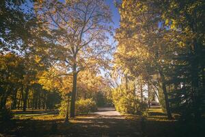 Leaf fall in the city park in golden autumn. Landscape with maples and other trees on a sunny day. Vintage film aesthetic. photo