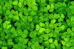 Background with green clover leaves for Saint Patrick's day. Shamrock as a symbol of fortune. photo