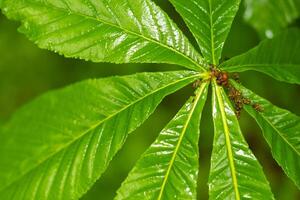 fresh moist green chestnut leaves photo