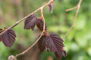 fresh dark red leaves on the branch photo