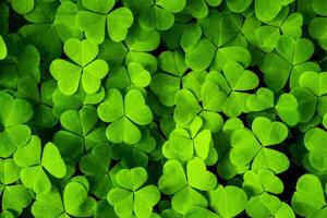 Background with green clover leaves for Saint Patrick's day. Shamrock as a symbol of fortune. photo