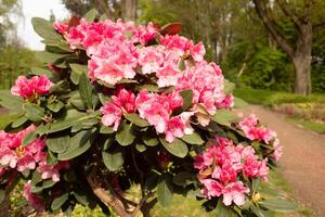 beautiful pink rhododendron in spring photo