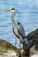 gray heron is looking to the sea photo