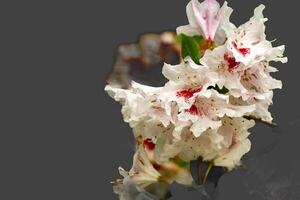 beautiful rhododendron in bloom in spring photo