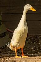 Indian running duck is on te move photo