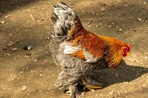 gallo en el moverse en buscar de comida foto