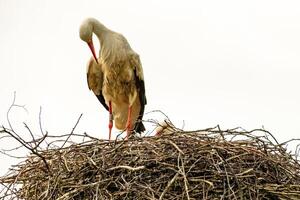 cigüeña en nido con descendencia foto