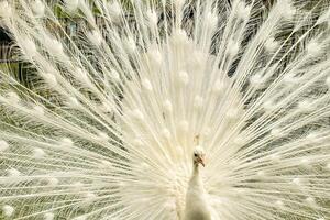 White beautiful peacock doing cartwheels photo