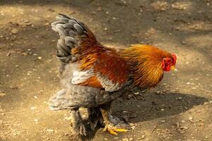 gallo en el moverse en buscar de comida foto