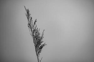 flower of reed canary grass photo