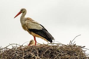 Stork in nest with offspring photo
