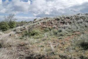 dune landscape on the north sea in the netherlands photo