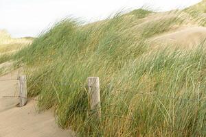 dune landscape on the north sea in the netherlands photo
