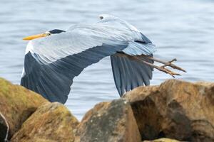 gris garza en vuelo a el norte mar foto