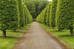 Hornbeam Carpinus betulus cut to shape photo