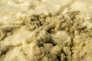 North Sea, surf, with seaweed foam in the Netherlands photo