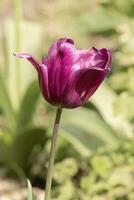 flower of a beautiful red purple tulip photo