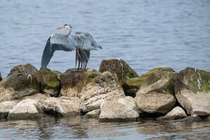 gray heron in flight at the north sea photo