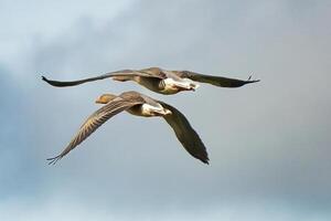 a couple of flying geese photo