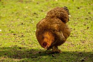 rooster on the move in search of food photo