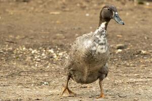 Indian running duck is on te move photo