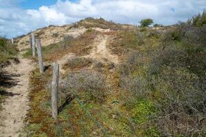 dune landscape on the north sea in the netherlands photo