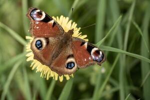 butterfly Aglais on yellow dandelion flower photo