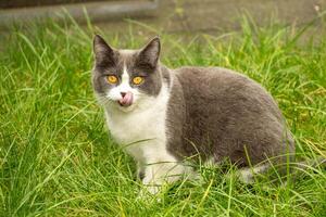 Cat clicks its tongue in the meadow photo