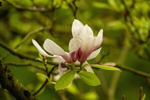 magnolia blossom with green background photo