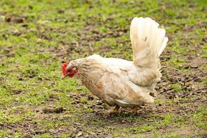 gallina es mirando para comida foto