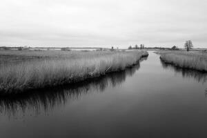 moor landscape with canals, reeds and shrubs photo