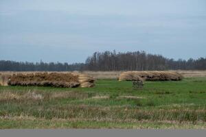 bundle of harvested reed canary grass photo