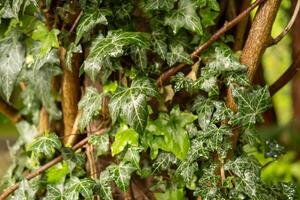 wet ivy leaves after the rain photo