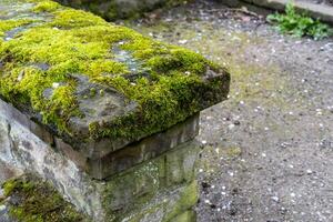 stone wall with green fresh moss photo