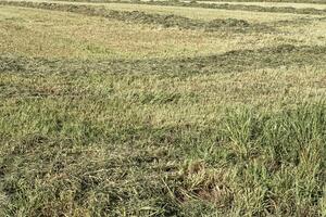 Freshly mown meadow in spring photo