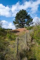 dune landscape on the north sea in the netherlands photo