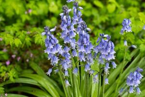 beautiful blue flowering hybrid bluebell on the forest floor photo