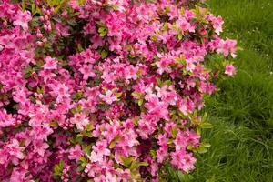 beautiful pink rhododendron in spring photo