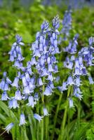 beautiful blue flowering hybrid bluebell on the forest floor photo