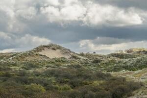 dune landscape on the north sea in the netherlands photo